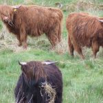 But n Ben cottage frenich farm trossachs